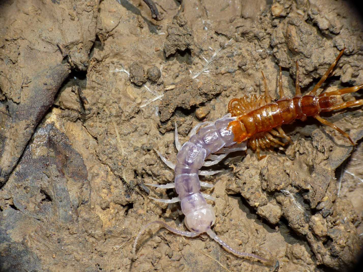 Eupolybothrus sp. in muta
